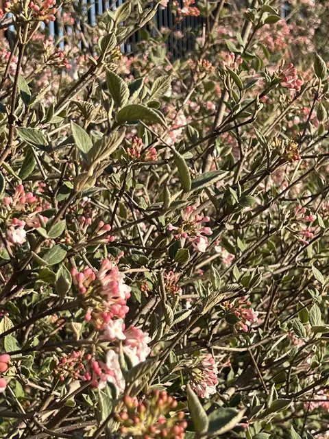 Pink blossoms soaking up the spring sunshine.
